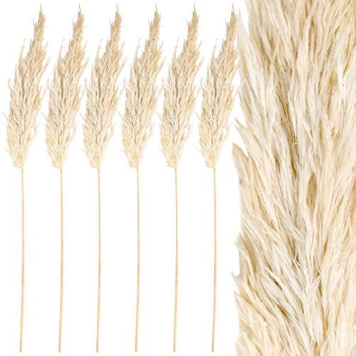 Amazon.com: Koyal Wholesale Real Dried Pampas Grass Decor Plumes, 28-32 Inches, White Color, Bulk... | Amazon (US)