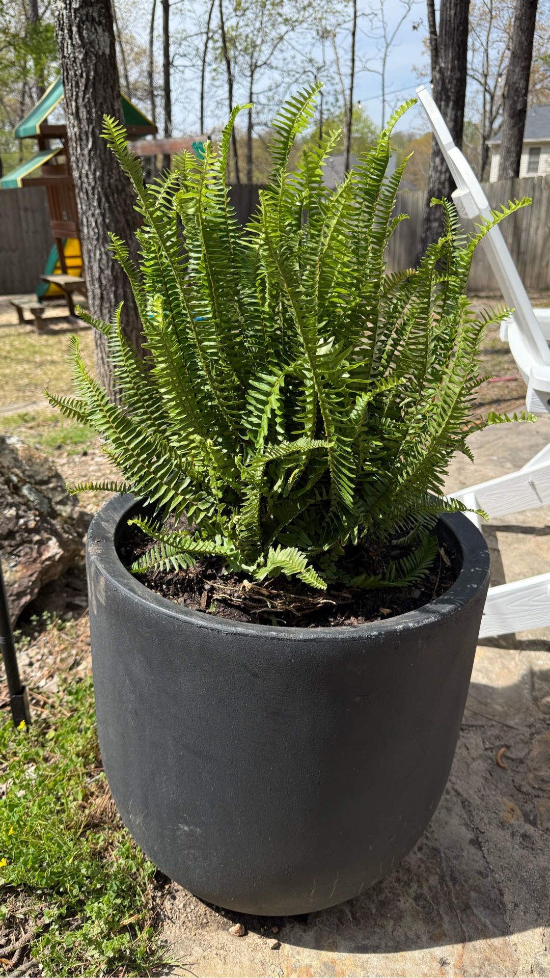 I planted Kimberly Queen ferns around my firepit area. These can take more sun and are low maintenance and non toxic. 

Kimberly Queen ferns have a more upright leaf/frond 

I added a few small rocks to the bottom of my planter to help with drainage, then soil, some plant food and the fern. 

TIP: fill up your planter about 2/3 of the way (about where the top of the fern would be even with the top of the planter), place the fern in the store pot on the soil, fill in the rest of the way around the fern… then twist it side to side a few times, pull the fern straight out , remove from growers pot, gently loosen up roots if needed and place in the soil filled planter- add any extra soil if needed and water. 

#LTKHome #LTKSeasonal #LTKmomlife