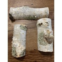 Lichen Logs, Not Lincoln White Birch Halves With Misty Green Lichens On Them | Etsy (US)