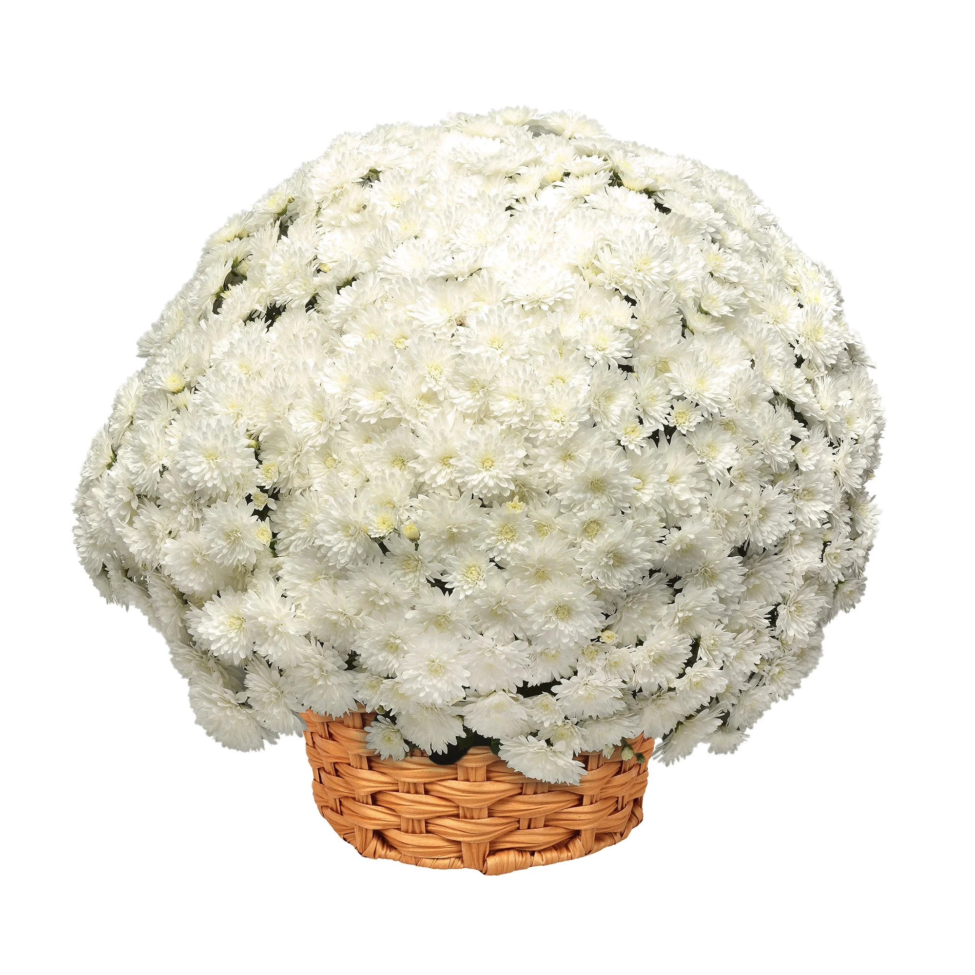 Better Homes & Gardens Classic White Mums Live Plant Garden in 12 in Fall Basket Planter | Walmart (US)
