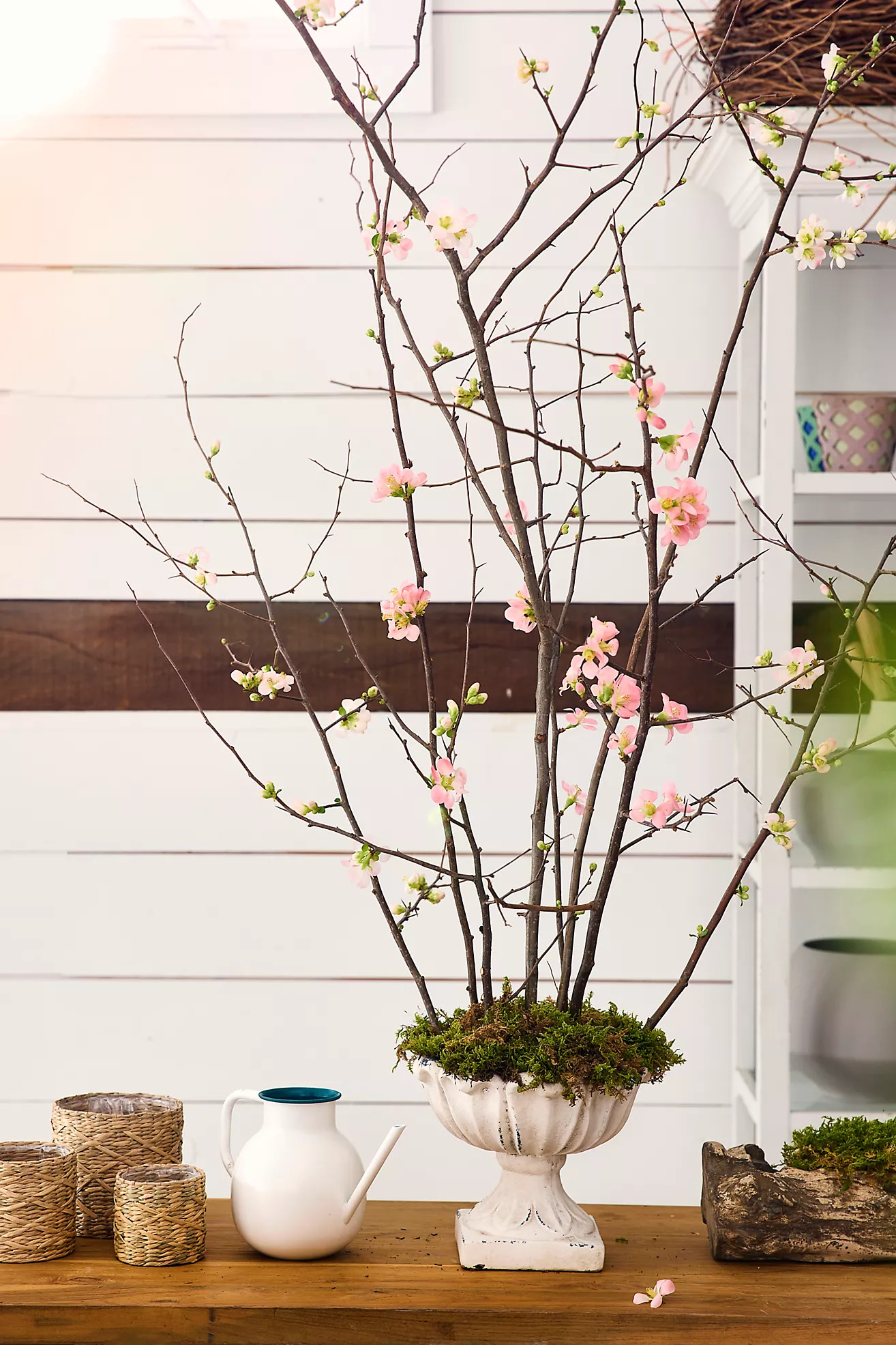 Quince Branches | Terrain