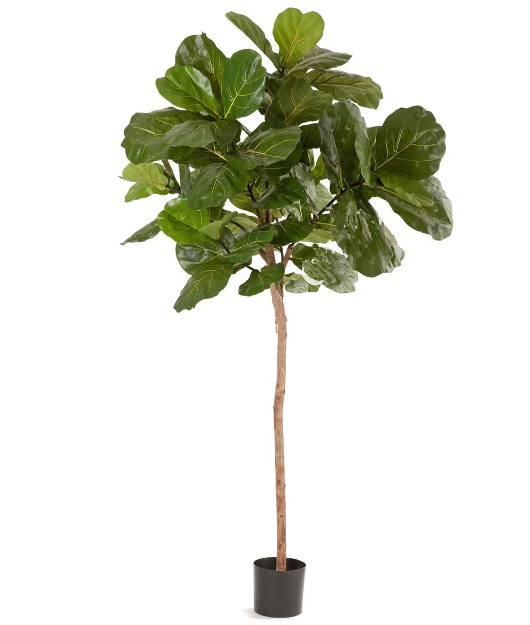 Gracie Oaks Large Silk Fiddle Leaf Fig Tree in Pot & Reviews | Wayfair | Wayfair North America