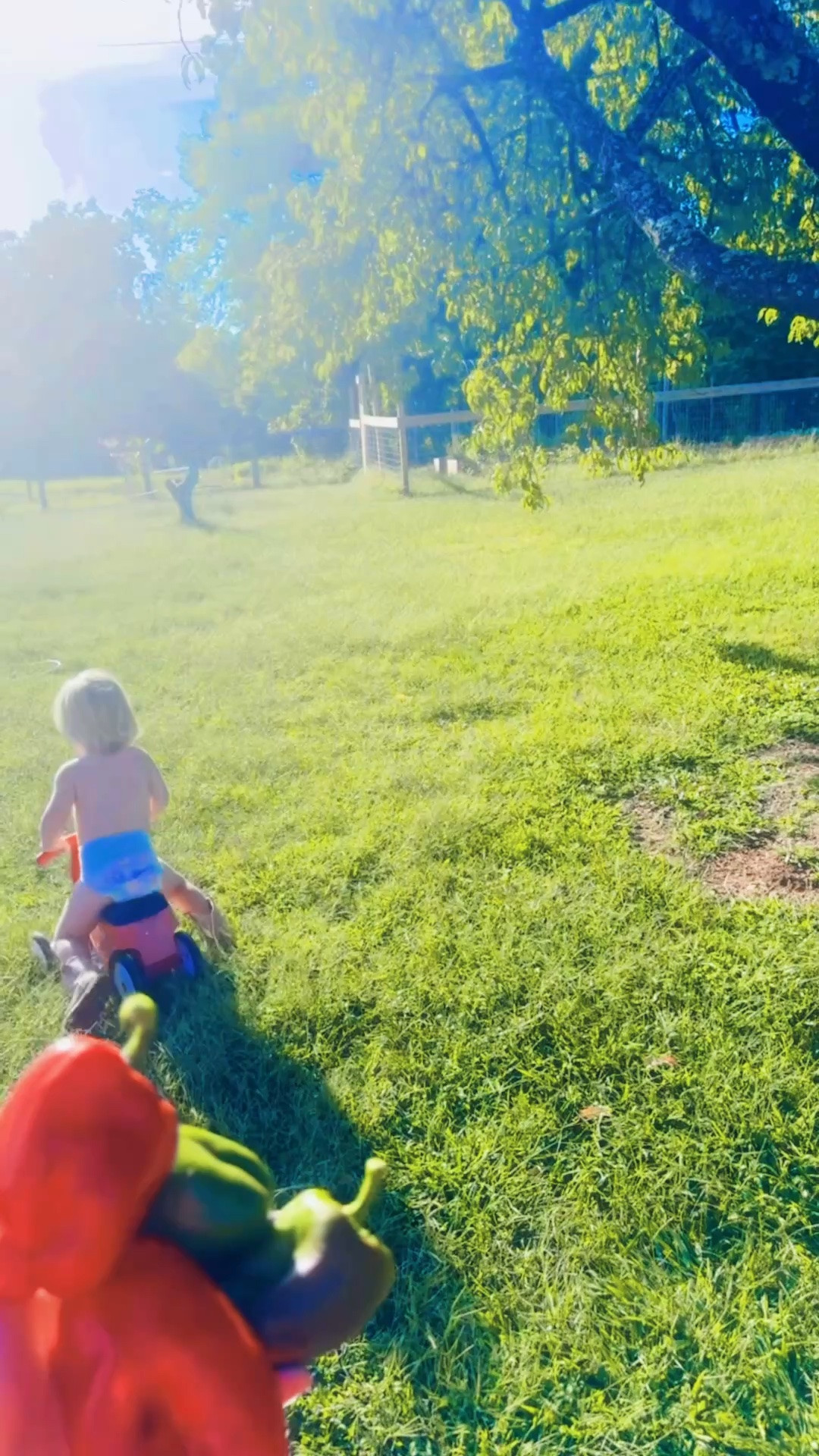 And the most beautiful fall saturday evening out in the garden 🪴 with my little helper!! 👶🏼🤠 Even picked some homegrown bell peppers 🫑 to add to our dinner 🍽️ tonight!! 🥰🫶🏽