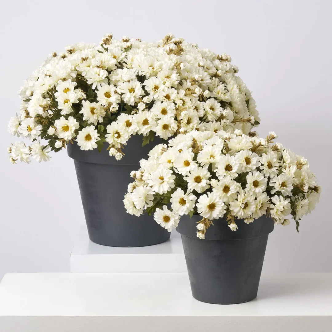 Cream Faux Zinnia Mum Bush Outdoor Fall Arrangement Urn Filler - Available In 2 Sizes | Darby Creek Trading