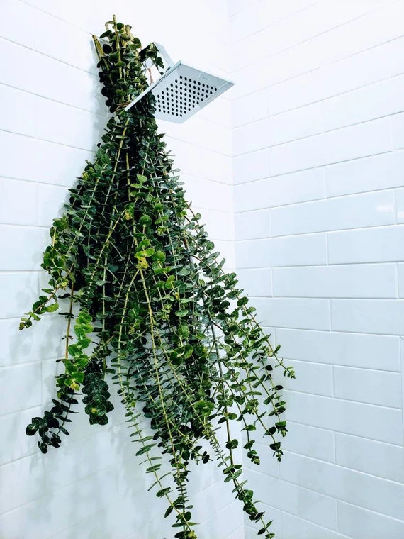 Fesh Baby Blue EUCALYPTUS  SHOWER, Aroma Therapy Oil Spa,  Therapeutic plant, Natural Remedy, res... | Etsy (US)