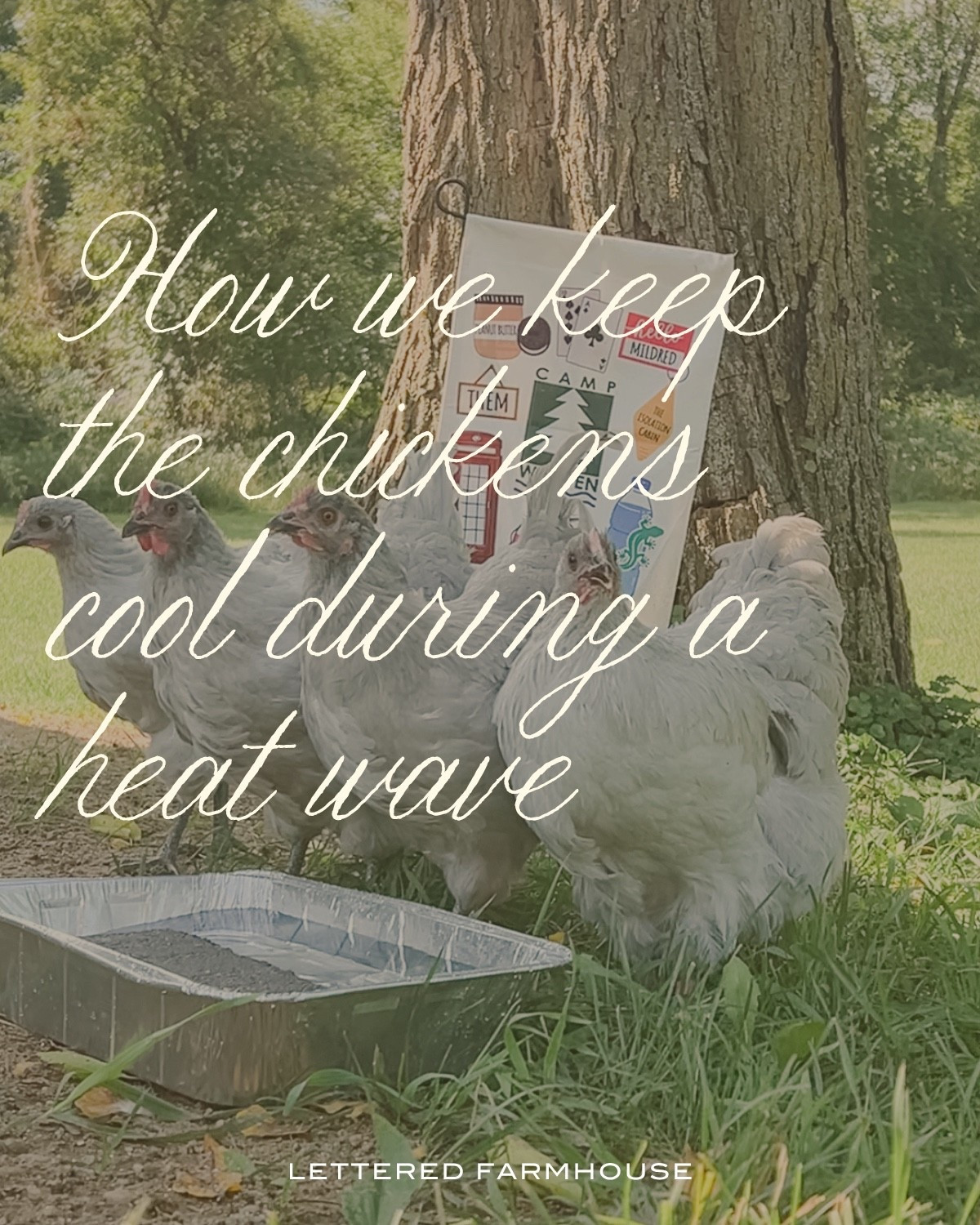 Heat wave chicken care 🐓☀️
With these extra-hot summer days, we’ve been adding a few simple things to help keep the girls cool, comfortable + hydrated:
• A shallow pan of cool water with a brick inside so they can stand on it and cool down through their feet
• Open water bowls around the run to encourage extra drinking — add meal worms for extra fun! 
• Corn + peas frozen into ice cubes for a cold treat and another little boost of hydration
• Plenty of ventilation inside the coop
• Fans running in both the coop + run to keep air moving
• A shaded run so they always have somewhere to get out of the direct sun
• Fresh, clean drinking water throughout the day — and on the hottest days I’ll add an ice pack to help it stay extra cool. Our insulated Omlet waterer actually does a great job keeping water cool in summer (and from freezing as quickly in winter), but a little extra help never hurts on extreme days!
• And one of my favorite things for peace of mind: our Blink cameras. I can check in on them when we’re away and make sure everyone is acting normally and no one is showing signs of overheating.
Keeping chickens comfortable in a heat wave really comes down to shade, airflow + LOTS of access to fresh water. 🤍🐓
What are your favorite tricks for keeping your flock cool in the summer?

Chicken coop, chicken run, chicken roost, chicken predator proofing, chicken ramp, chicken poop shelf, chicken security, chicken ventilation

#LTKdayinmylife #LTKmorningroutine #LTKmomlife