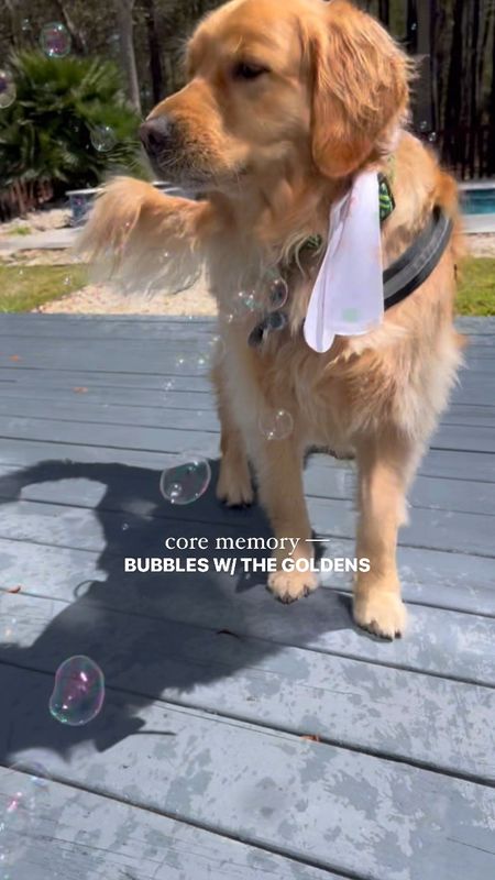 I forgot to post this…KAISEY LOVED THE PUP BUBBLES🥹🫧🐾🤎the bubbles are peanut butter flavor and safe for dogs! Fun for outdoor entertainment🤭

Amazon finds / pet finds / golden retriever / dog mom / Holley Gabrielle 

#LTKfindsunder50 #LTKsalealert #LTKfamily
