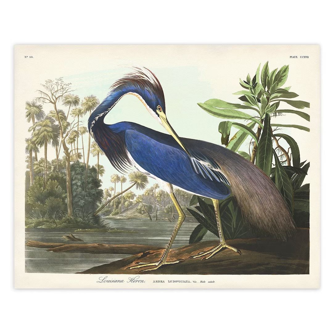 Louisiana Heron Print Audubon Birds of America Bird Print - Etsy | Etsy (US)