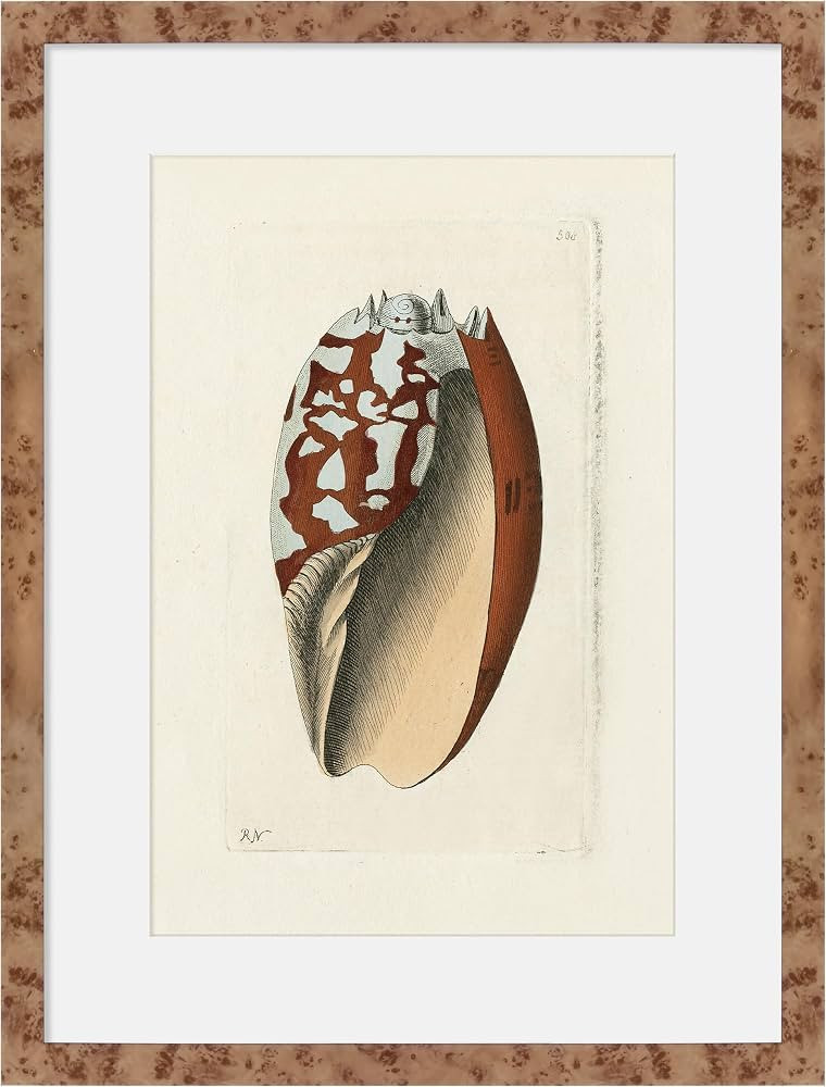 Martha Stewart Lily Pond Paper Wall Art, Shell Study: Cone Shell, 24.5" x 18.5", Living Room and ... | Amazon (US)