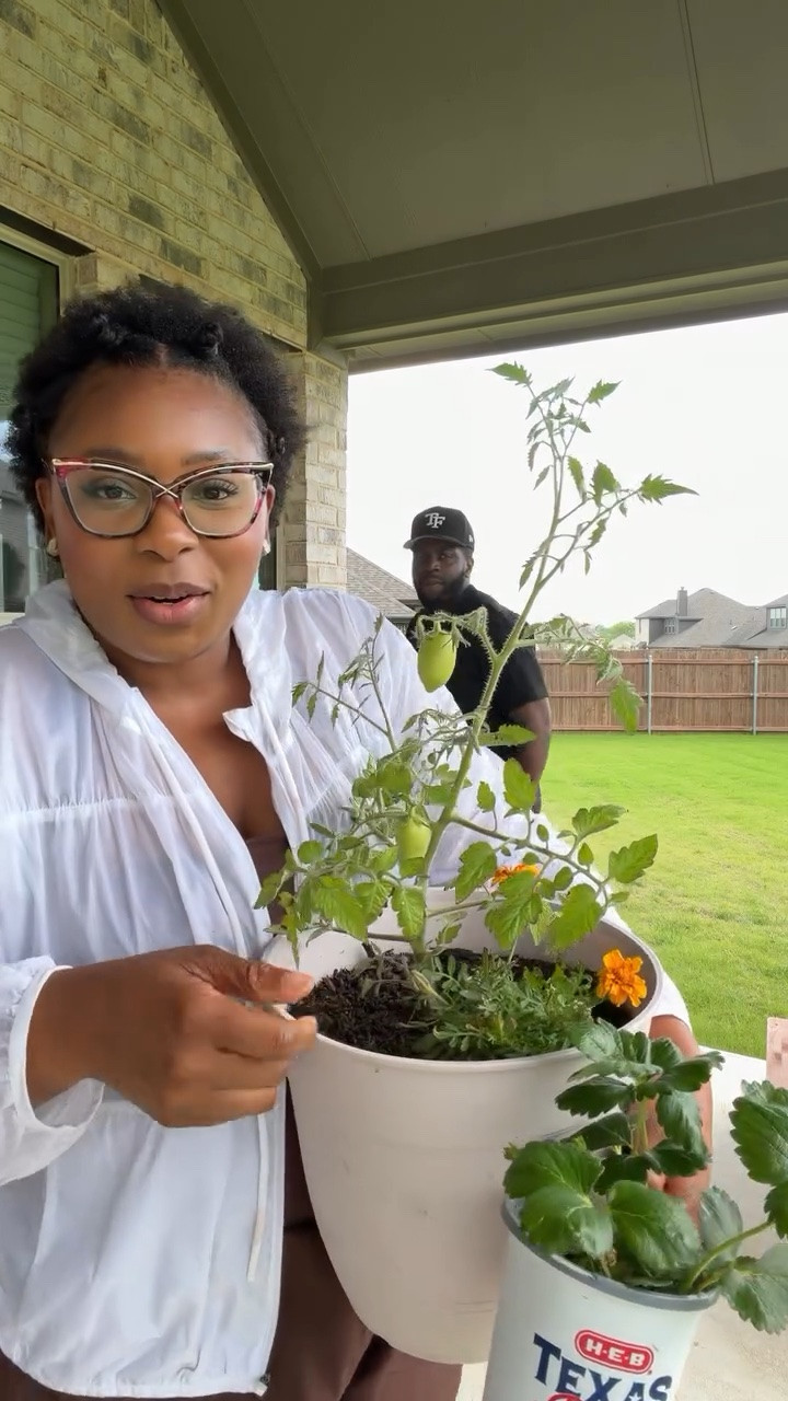 🤭🤭 Ya’ll look at my first time garden. 🥹🥹🥹

I meant to say Kale instead of cilantro 🤣🤦🏽‍♀️

This garden has honestly become such a pleasant and interesting hobby for me. I can’t believe I am actually GROWING things. 😳

Garden bed: @walmart 
Plants: @heb and @walmart @loweshomeimprovement

#LTKSeasonal #LTKdayinmylife #LTKmomlife