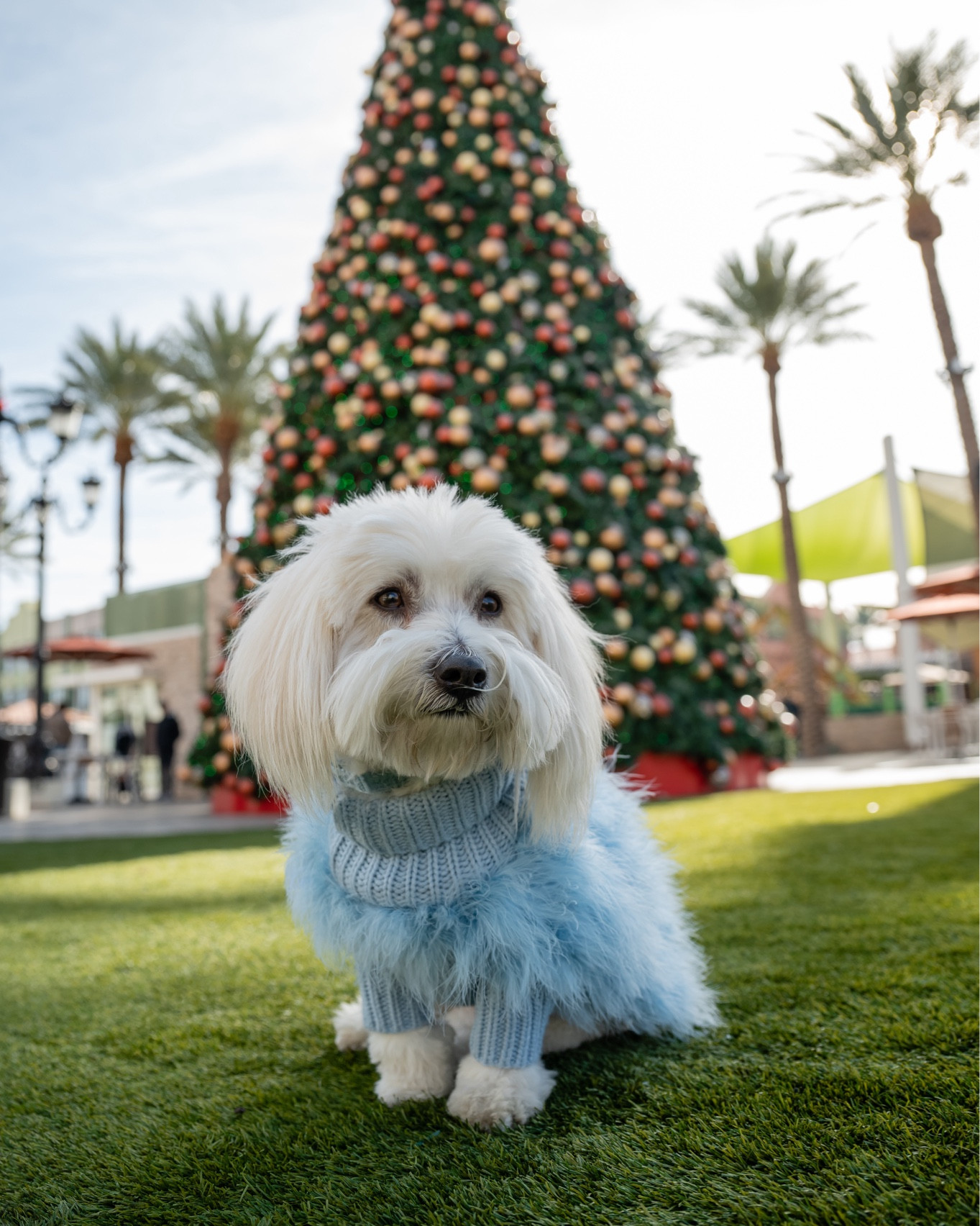 Our favorite fancy sweater. 

#LTKPets #LTKDogs

#LTKHoliday #LTKGiftGuide #LTKSeasonal