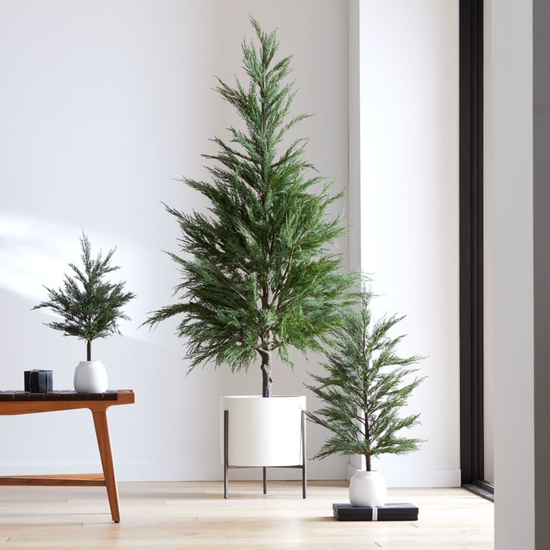 Potted Cypress Trees | Crate and Barrel | Crate & Barrel