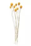Roxanne's Dried Flowers Billy Buttons | Urban Outfitters (US and RoW)