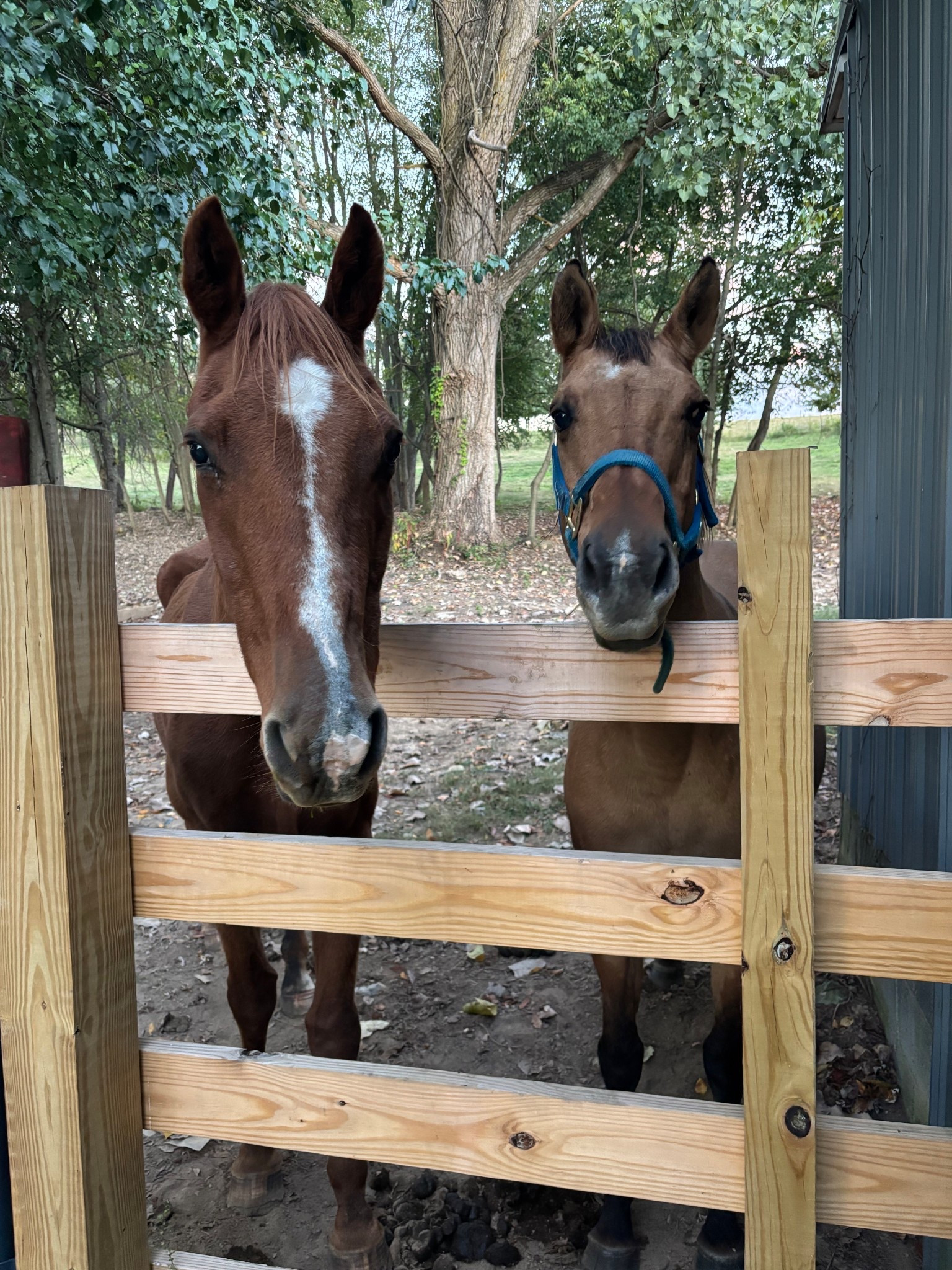 Farm cowboy bedroom decor

#LTKKids #LTKBaby #LTKFamily