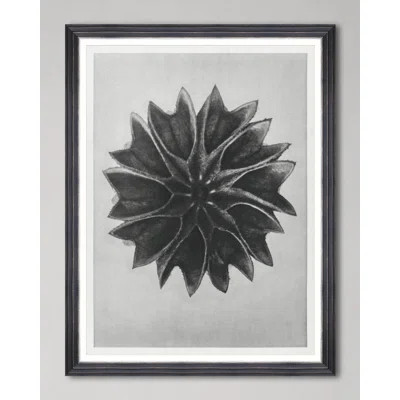 LIME MALLOW BY KARL BLOSSFELDT | Wayfair North America