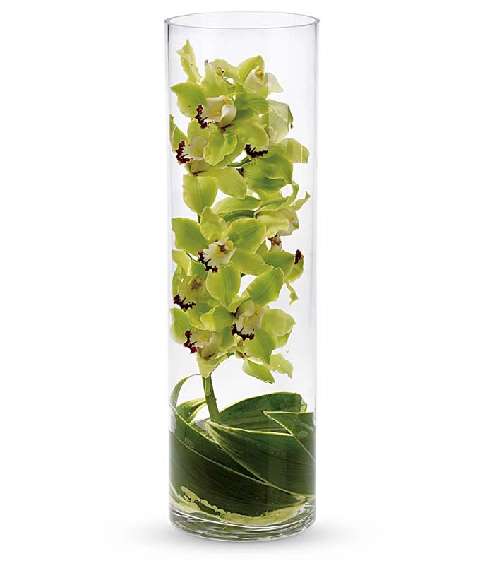 Sensational Cymbidium Orchid | From You Flowers