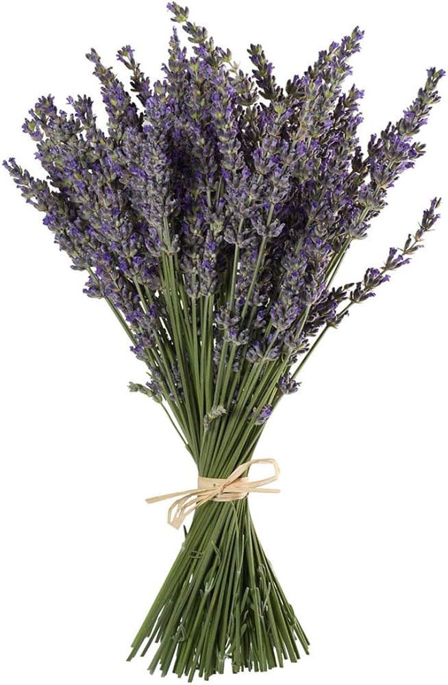 TooGet Natural Lavender Bundles, Freshly Harvested 200+ Stems Dried Lavender Bunch 16" - 18" Long... | Amazon (US)