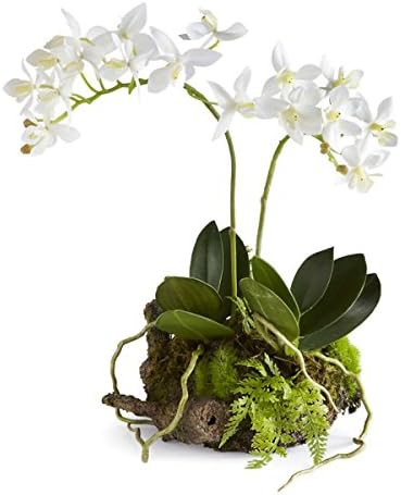 Napa 11.5" MINI DENDROBIUM RUSTIC DROPIN, 5x8x13.75 Inches | Amazon (US)