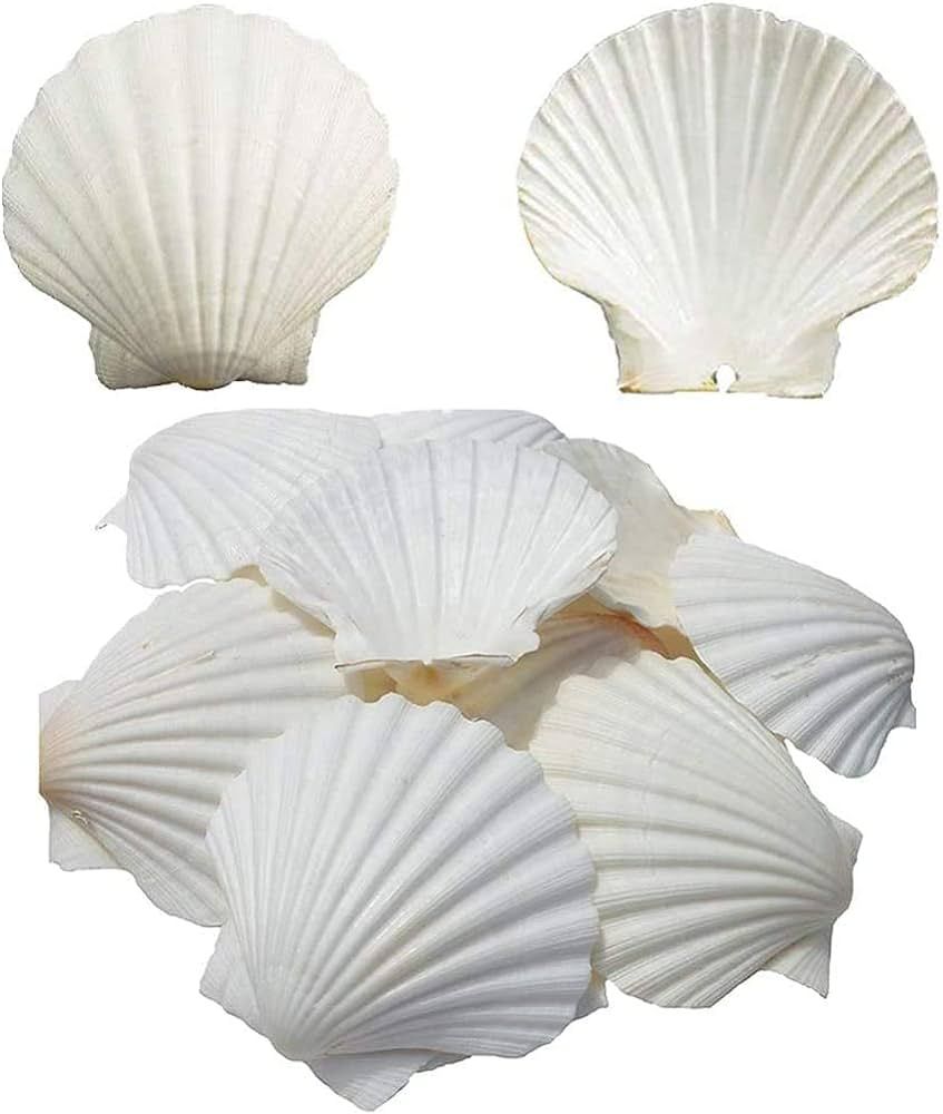 SEAJIAYI 6PCS Scallop Shells for Serving Food,Baking Shells Large Natural White Scallops from Sea... | Amazon (US)