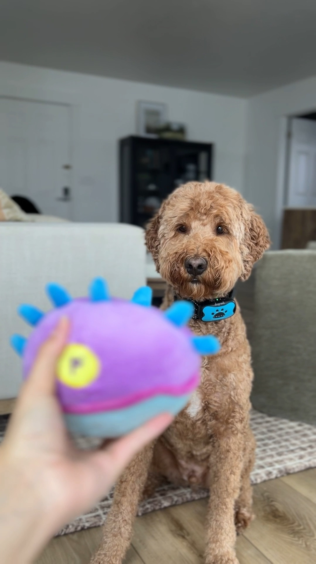 #LTKHome #LTKFindsUnder50 #LTKSaleAlert