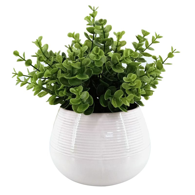 Eucalyptus Plant with White Planter, 11"








	
		
		
			
				4.9
			
			
				(
				33
				) | At Home