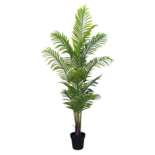 Potted Areca Palm Plant, 6' | At Home