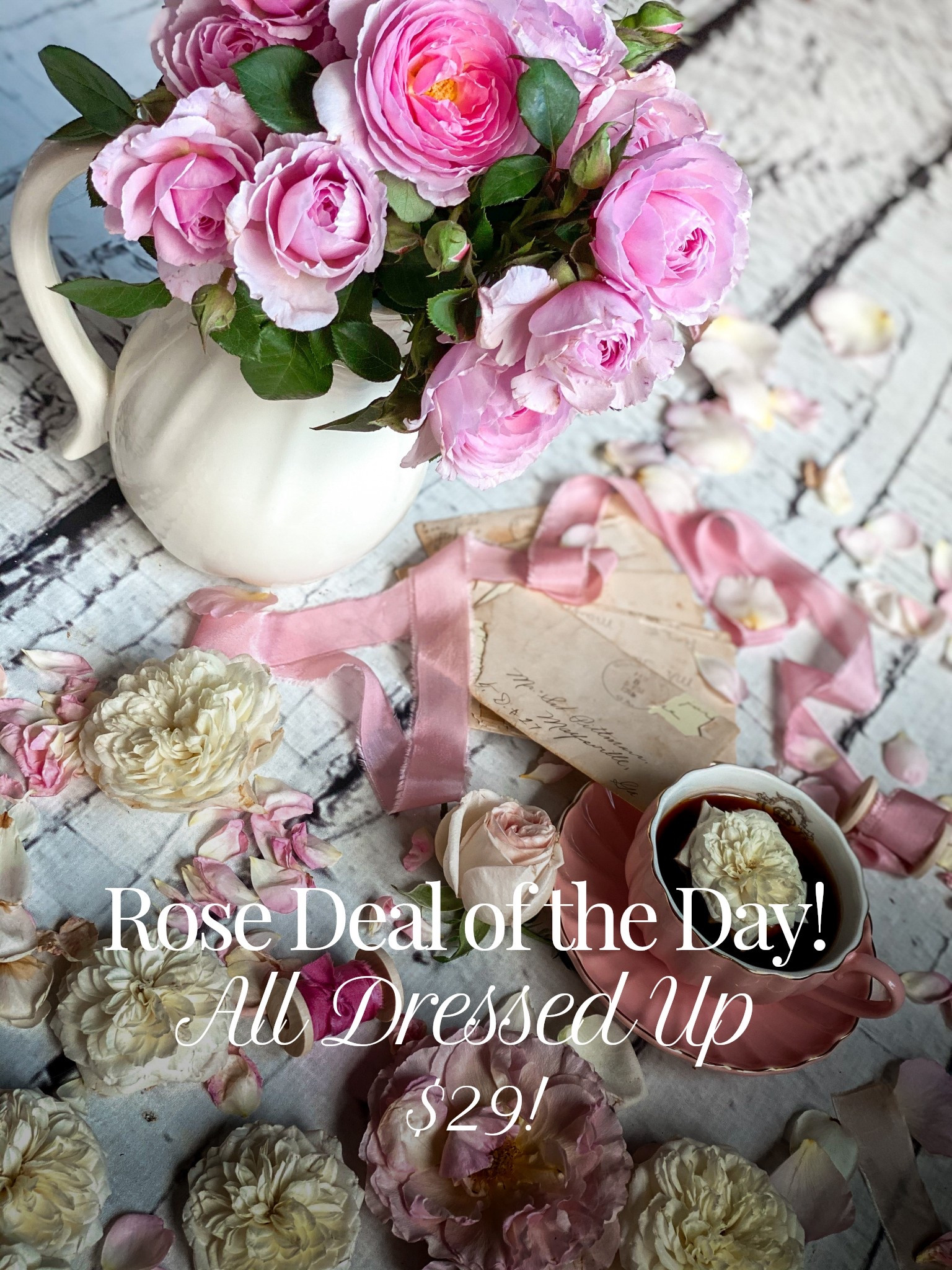 All Dressed Up bare root for only $29! trends 

#LTKspring #LTKspringtrends #LTKOver40