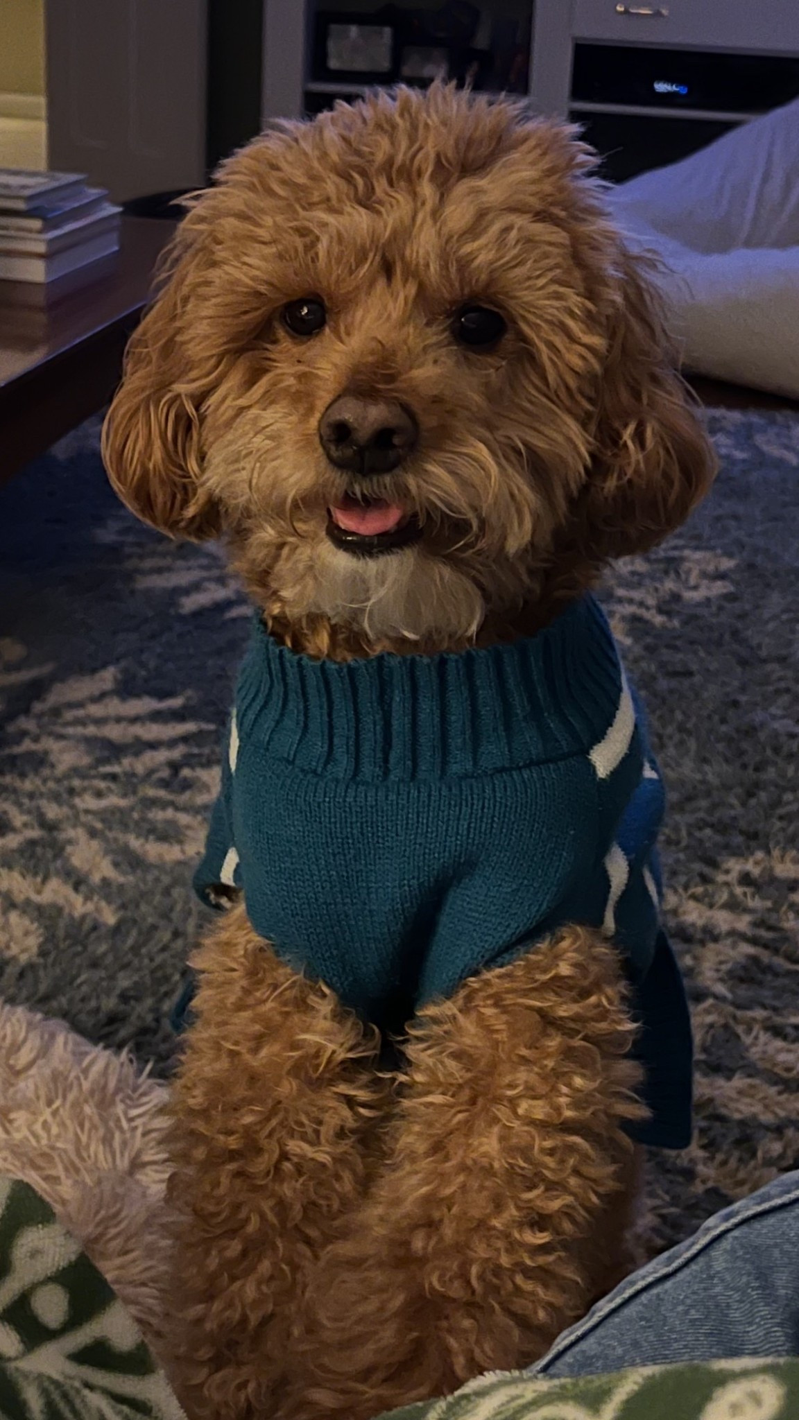 “Spoiled” dog sweater ✨ you can’t tell me he’s not a little ICON! 🫶🏻🥹

#LTKvlog #LTKSeasonal #LTKHome