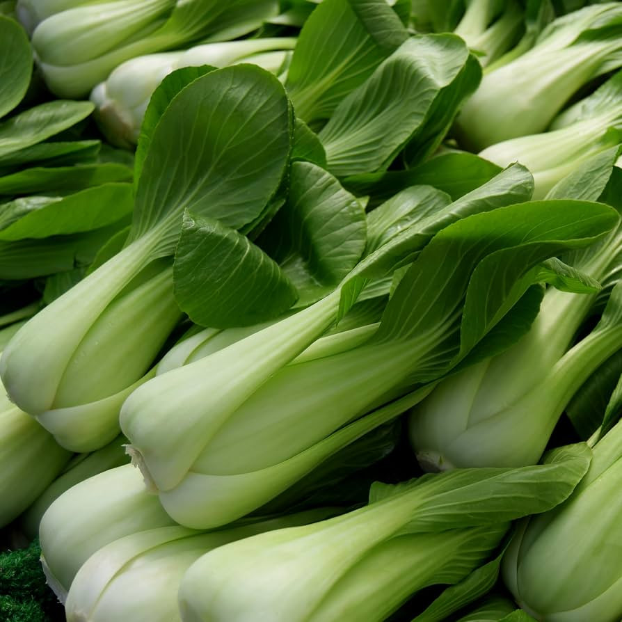 PREMIER SEEDS DIRECT - Cabbage - PAK Choi White STEM - 5 GRAM - Approx 2000 Seeds | Amazon (UK)
