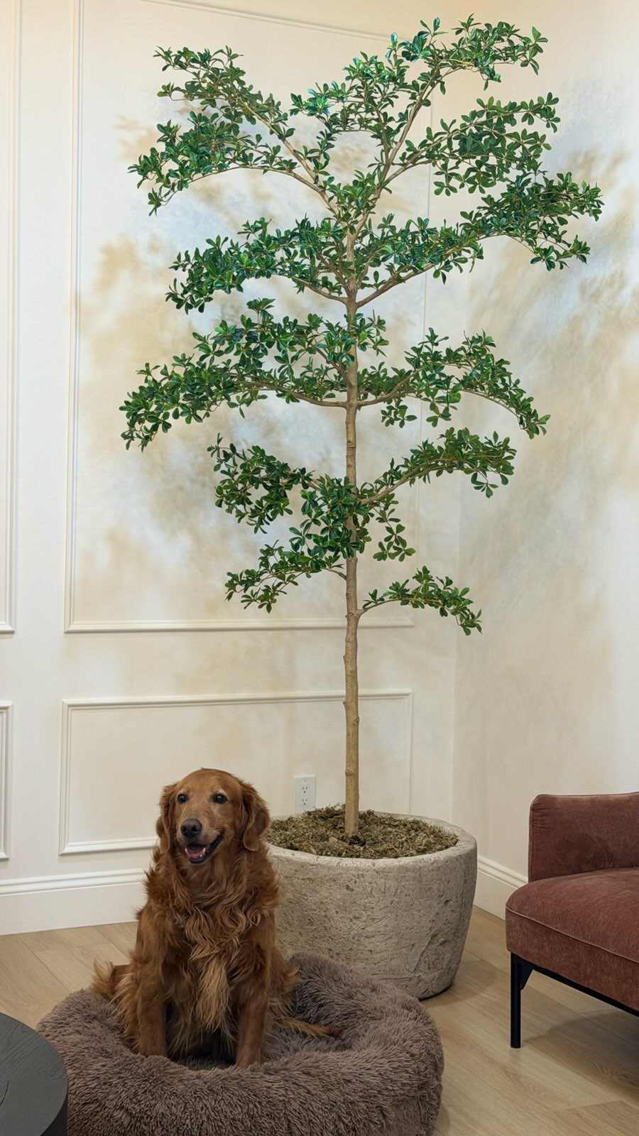 My olive tree 😍

#LTKU #LTKHome