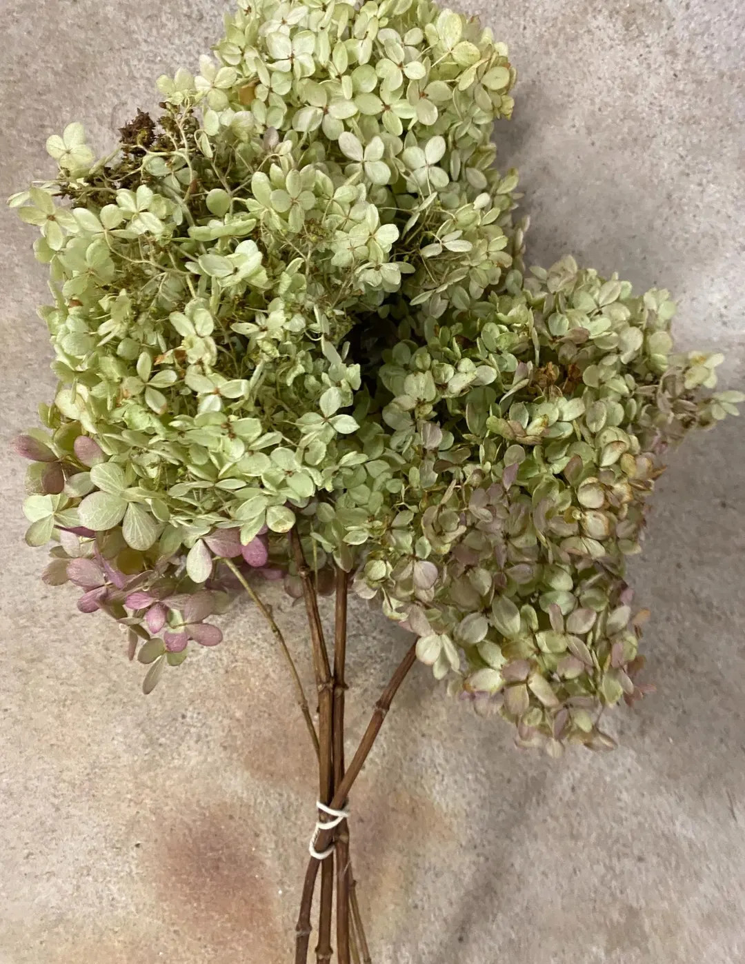 Natural Dried Assorted Pee Gee & Limelight Hydrangeas,cottage Decor, Flower Preservation, Preserv... | Etsy (US)