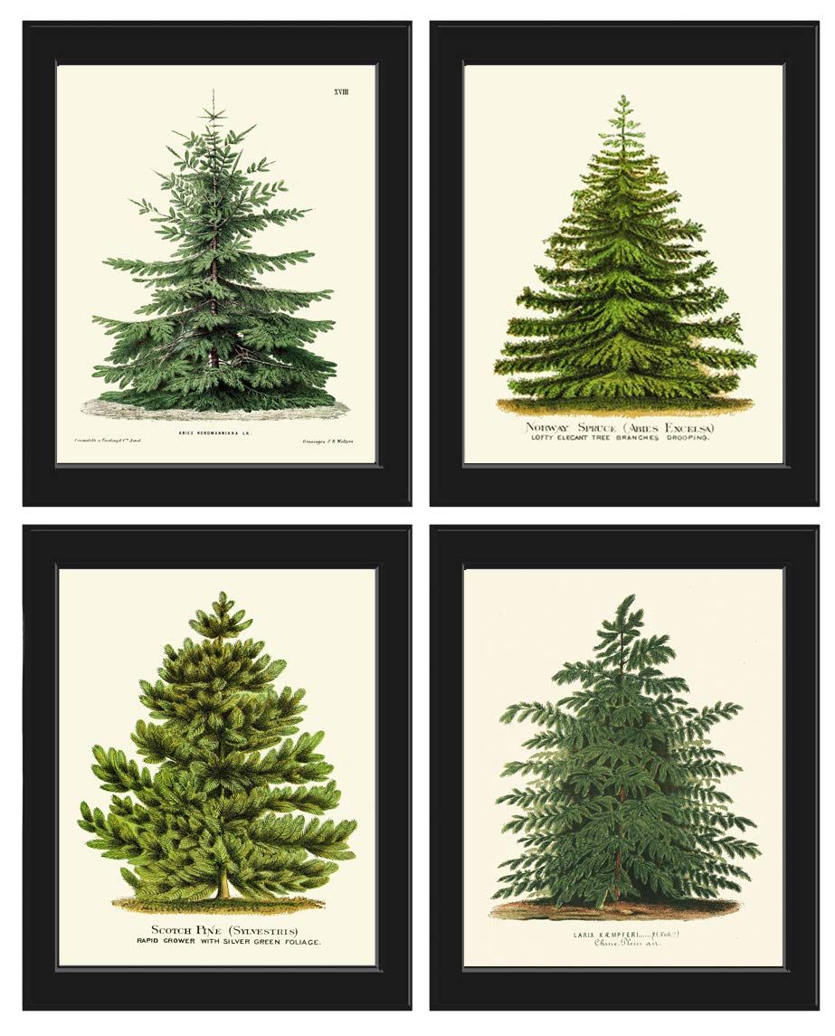 Pine Tree Christmas Trees Print Set of 4 Unframed Beautiful Botanical Nordmann Fir or Caucasian F... | Amazon (US)