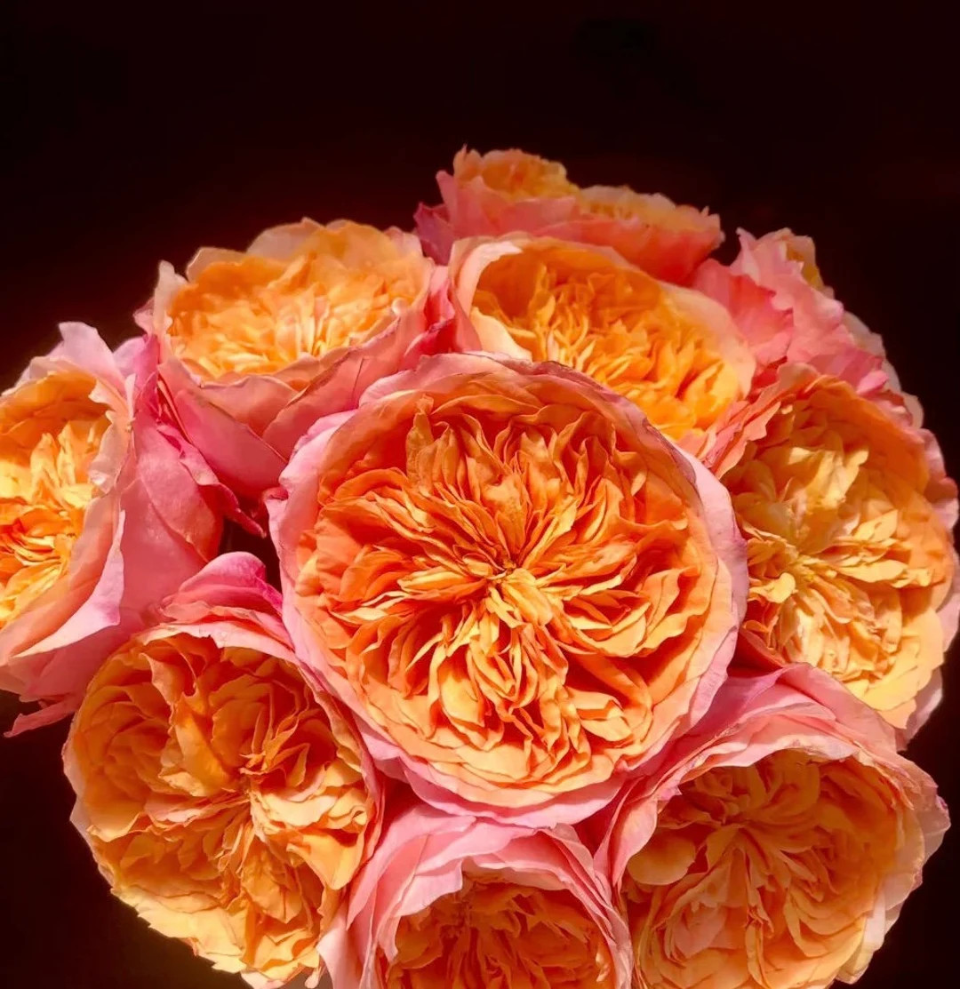 Rose "Victorian Secrets"维多利亚的秘密 Roses Cut Flower Live Shrub Plant, Ownroot 2 Gallon | Etsy (US)