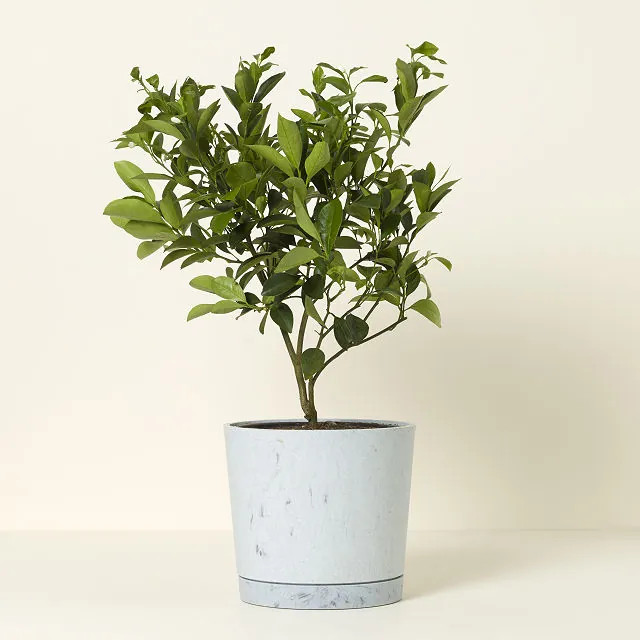 Grow Anywhere Meyer Lemon Tree | UncommonGoods