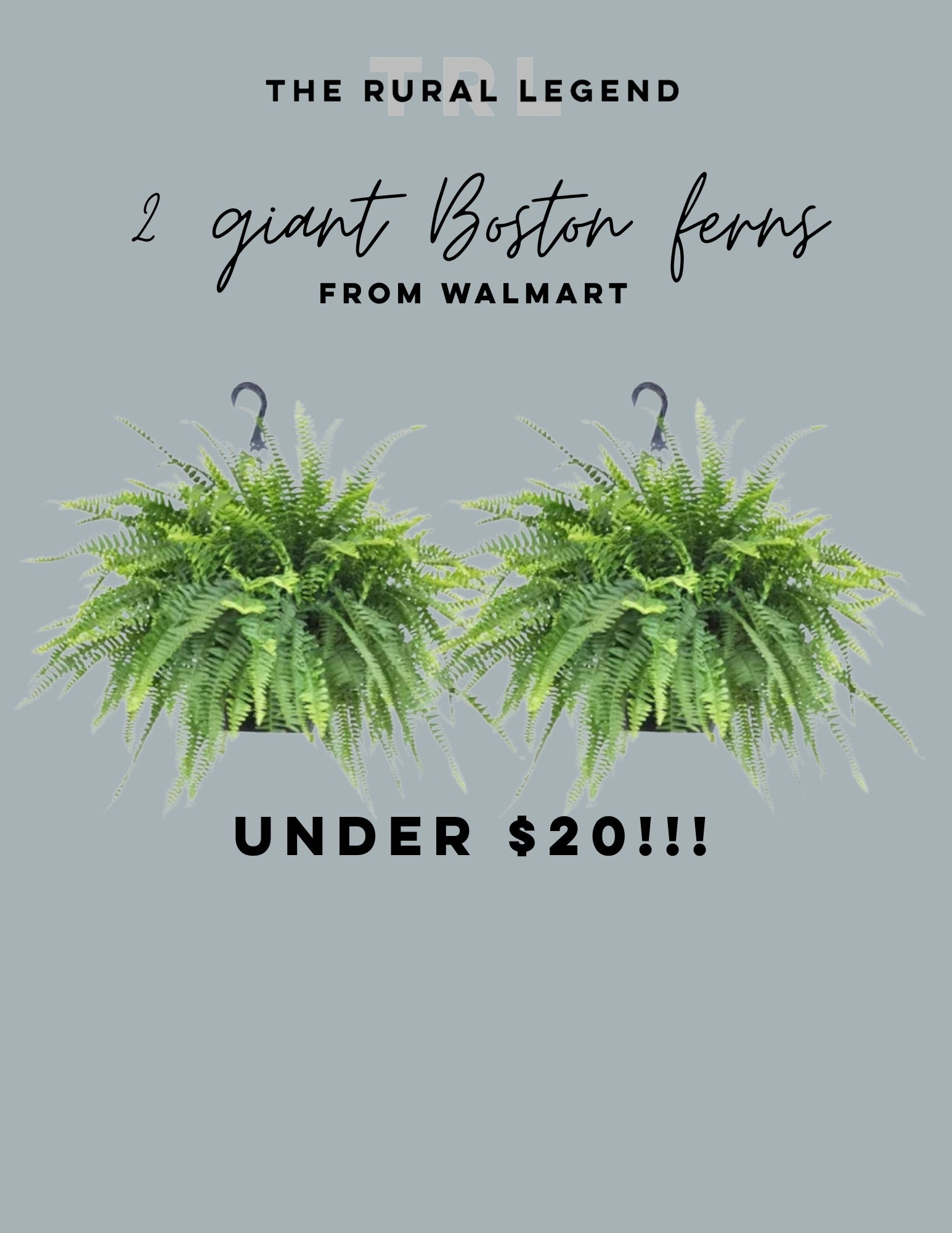 2 GIANT ferns under $20 shipped to your home! From Walmart

#LTKFindsUnder50 #LTKSeasonal #LTKHome