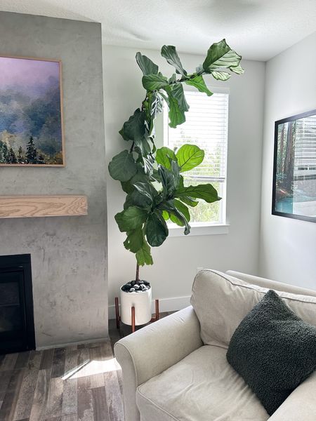 I bought this fiddle leaf fig plant from The Home Depot four years ago, and I’m honestly surprised it’s still alive! I water it maybe once every two weeks and it’s thriving on my neglect 😂

#plantcare #livingroom #plantmom #tree #homedecor 

#LTKfindsunder50 #LTKhome #LTKfamily