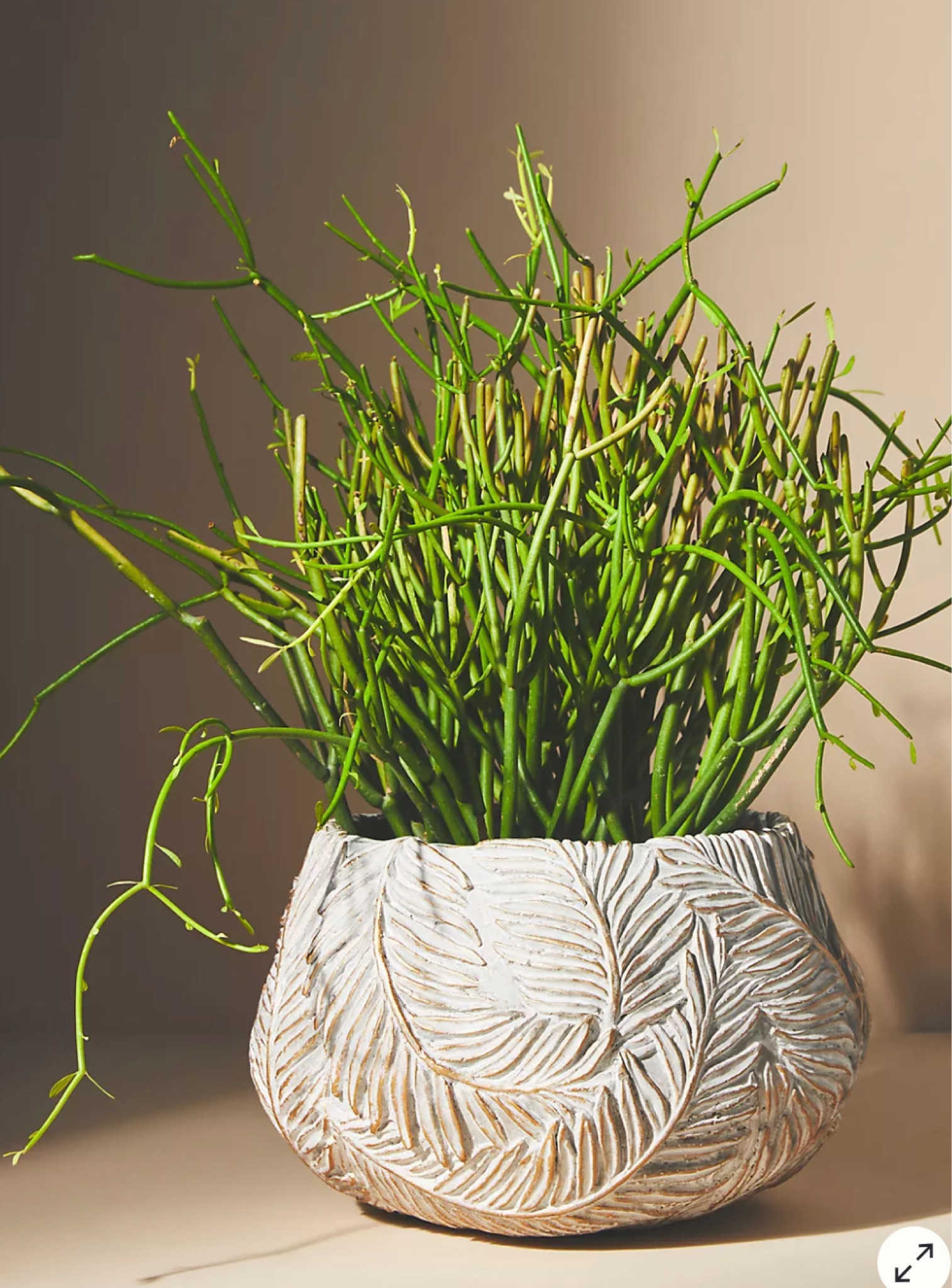 Planter 

#LTKhome