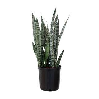 United Nursery Live Snake Plant Sansievieria Zeylanica in 9.25 Grower Pot 22693 - The Home Depot | The Home Depot