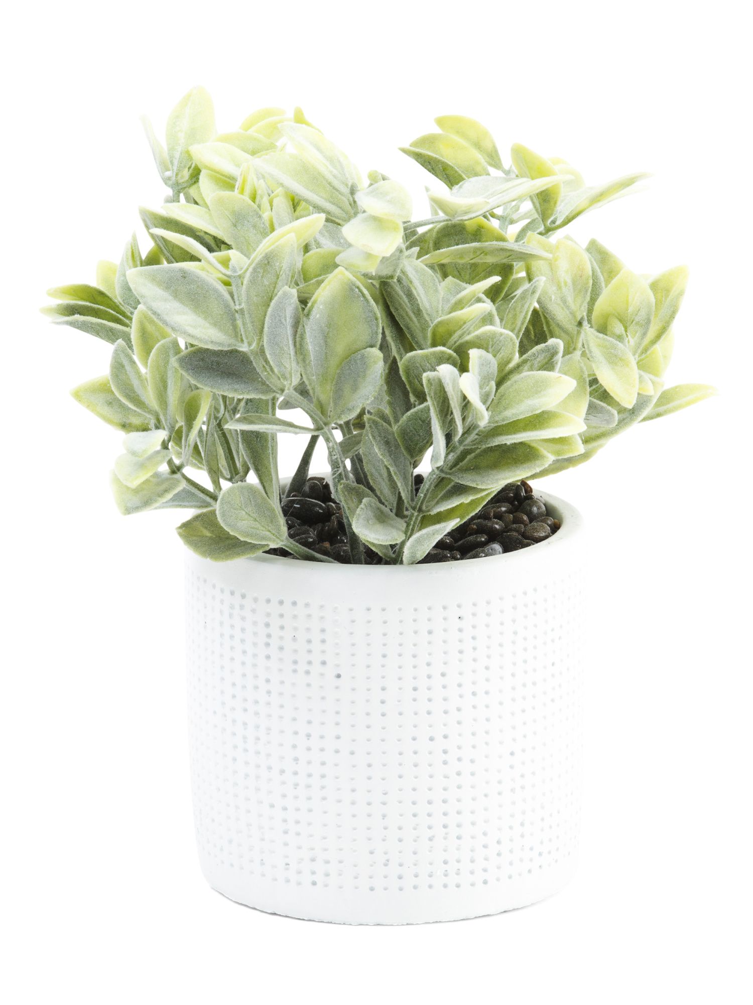 Sage Plant In Colander Pot | TJ Maxx