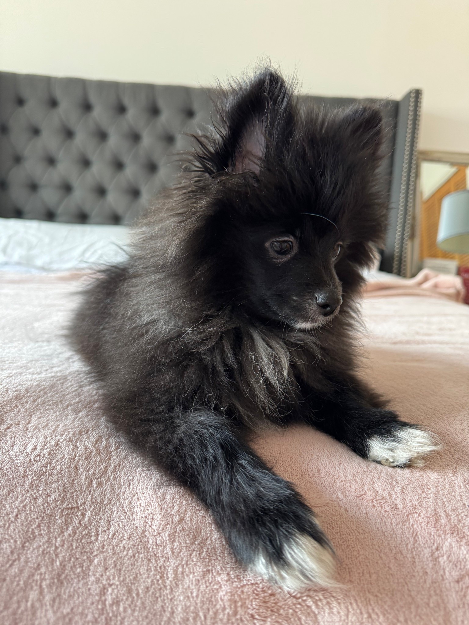 Elvis’s faves from amazon 


#LTKPets