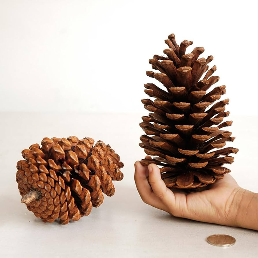 Christmas Pine Cones Natural Mini Pinecones for Xmas Tree Party Home Decorations DIY Crafts Weddi... | Amazon (US)