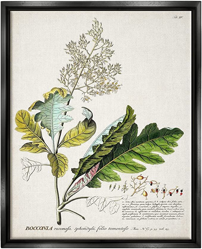 Stupell Industries Botanical Plant Illustration Leaves Vintage Design, Design by World Art Group,... | Amazon (US)
