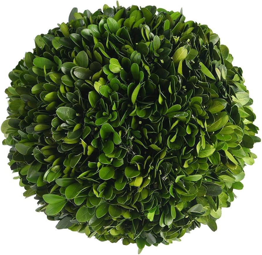 Real Boxwood Decorative Ball Large 10 inches Great for Wedding Home Decoration, Vase Bowl Filler ... | Amazon (US)