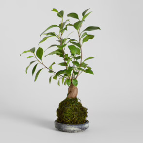 Ficus Bonsai Kokedama | Bloomist