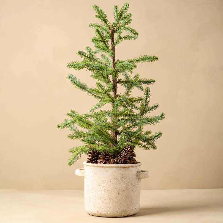 Potted Pine in Crock | Magnolia
