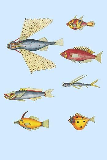 Rarest Curiosities of the Fish of the Indies (Plate 30)-Fine Art Canvas Print (20" x 30") - Walma... | Walmart (US)