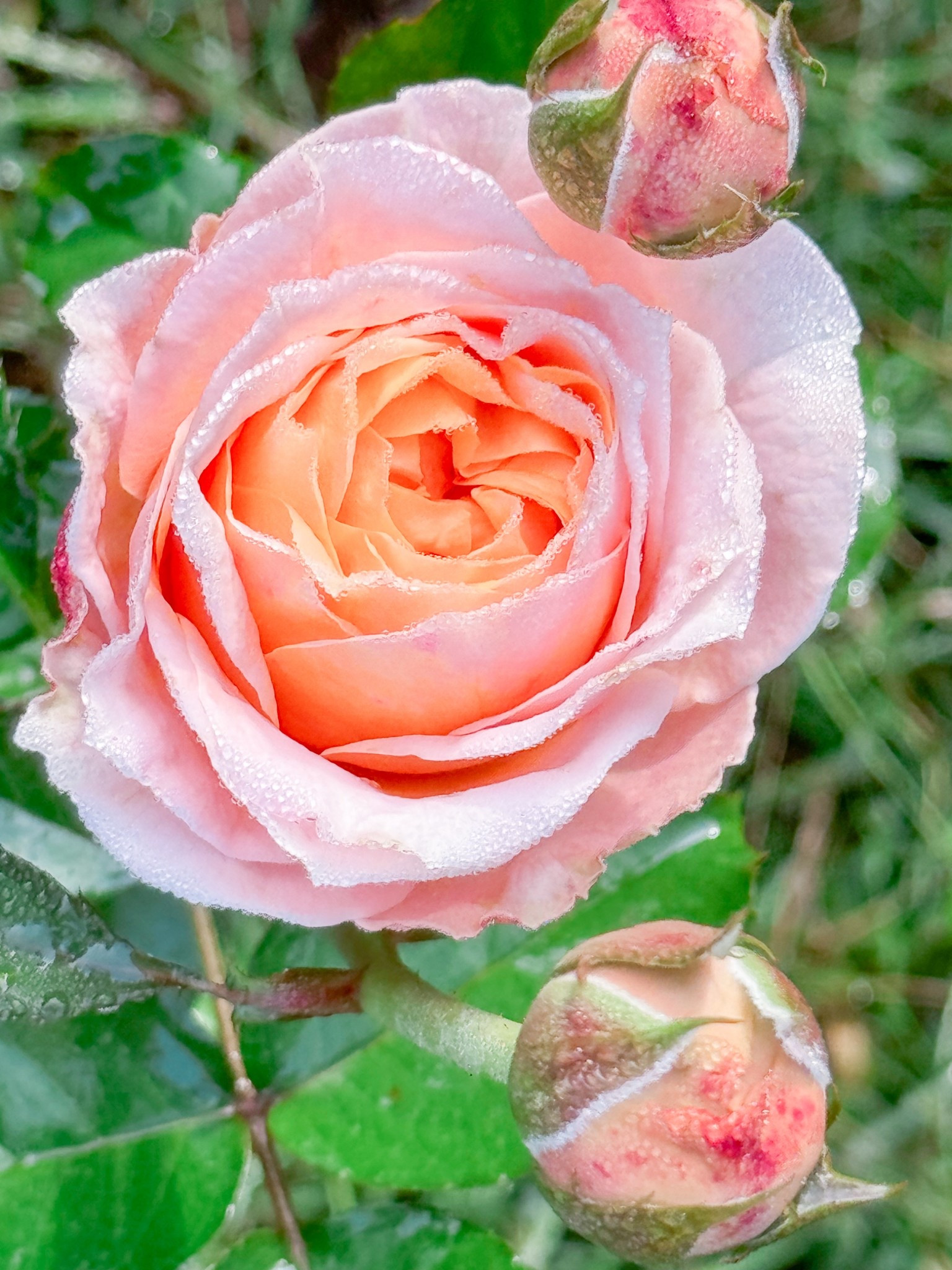 Georgia peach is a beaut  

#LTKSpringSale #LTKspringtrends #LTKspring