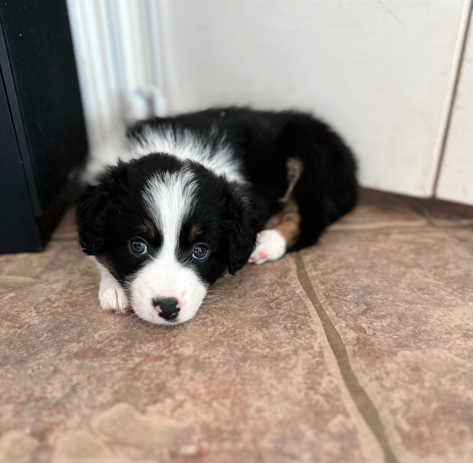 New to the crew means all new puppy items! Target & Amazon puppy finds linked below! Puppy toys, puppy pool, & more! Check out TikTok for the unboxing @hannahrhux 

#LTKFindsUnder50 #LTKSummerSales #LTKHome