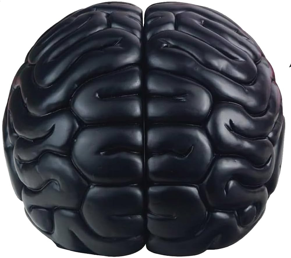 Brain Bookends, 6.5Inch Tall Brain Decorative Resin Book Shelf Organizers Book Holders Shelf Divi... | Amazon (US)