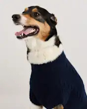 Mongolian Cashmere Cable Knit Dog Sweater | Quince